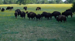 Page Image: Field of Buffalo