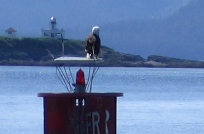 Example Bird of Prey