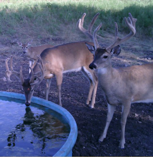 Your website should have game camera pictures too